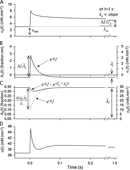 Example components of our model describing the step force response of activated muscle to a quick stretch.(A) A power-law relaxation after a quick stretch, σp(t), is used to represent phase 4. (B) The mean crossbridge displacement A1(t) is a negative value until the step, which imposes a positive-going mean displacement. The positive displacement is then relaxed with a rate constant of g0. The stress due to the displacement of crossbridges, σ1(t), is on the order of mN · mm−2 in this example. (C) The positive mean displacement shown in B leads to a higher probability of crossbridge detachment according to g(x) resulting in a transiently reduced equilibrium point (dotted line) and transient reduction in the fraction of crossbridges attached, A0(t), attempting to reach equilibrium. The stress attributable to the fraction of crossbridges formed, σ0(t), is on the order of tens of mN · mm−2 in this example. (D) All components together generate a step force response similar in shape to that recorded with a muscle sample. Parameters used to generate this figure were f0 = 25 s−1, SD of f(x) distribution = 5 nm, f2 = 625 s−1 · nm2, g0 = 50 s−1, g1 = 2 s−1 · nm−1, N = 1013 available myosin, CSA = 1 mm2, kstiff = 0.15 pN · nm−1, ΔL = 10 nm, Lhs = 1,000 nm, Funi = 10 pN, σrest = 3 mN · mm−2, Gp = 20 mN · mm−2, and kp = 0.15 (unitless). Refer to the image caption for details.