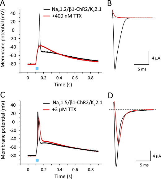 Light-induced APs in Xenopus oocytes coexpressing β1-ChR2 and Kv2.1 with either Nav1.2 or Nav1.5.(A and C) Current-clamp recordings. For detailed statistics on the effect of Kv2.1 on Nav1.5-mediated APs, see Fig. S2 and Table S2. (B and D) Corresponding Na+ currents in the absence and presence of TTX. Similarly to Nav1.4, neuronal Nav1.2 channels belong to the TTX-sensitive Na+ channels; they can be blocked at nanomolar TTX concentrations. Cardiac Nav1.5 channels are TTX resistant, with IC50 values >1 µM. The peak and plateau currents through β1-ChR2 were Ipeak = 768 nA, Iplateau = 193 nA (Nav1.2-expressing cell in A and B), and Ipeak = 957 nA, Iplateau = 193 nA (Nav1.5-expressing cell in C and D). The K+ currents through Kv2.1 were I+70 mV = 14.3 µA (Nav1.2-expressing cell, A and B), and I+70 mV = 30.9 µA (Nav1.5-expressing cell, C and D). Duration of the light pulse was 25 ms. Refer to the image caption for details.