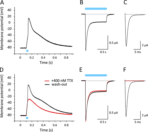 Light-induced APs in Xenopus oocytes coexpressing Nav1.4 and β1-ChR2. All recordings shown were performed on a single oocyte. Light pulses are illustrated as blue bars. (A) Current-clamp recording. The membrane potential was set to −80 mV, and the change of membrane voltage was followed on a 25-ms light pulse delivered to the whole oocyte. For AP variability and for detailed statistics, see Fig. S1 and Table S1. (B) Corresponding whole-cell current through β1-ChR2 channels recorded in the voltage-clamp mode. Pulse duration was 1 s. (C) Nav1.4 whole-cell current of the same oocyte recorded in the voltage-clamp mode (holding potential, −120 mV; test pulse, −25 mV). (D) Current-clamp recording in the presence of 400 nM TTX (red). The remaining depolarization was due to ChR2 activity. Washout restored the fast upstroke to nearly +20 mV (black). (E) TTX did not affect β1-ChR2 activity (voltage-clamp recording as in B). (F) Nav1.4 channels were completely blocked in the presence of 400 nM TTX (voltage-clamp mode as in C). Black line shows the Na+ current after washout of TTX. Refer to the image caption for details.