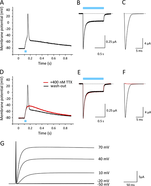 Acceleration of AP repolarization by Kv2.1. Recordings were performed on a single oocyte coexpressing Nav1.4, β1-ChR2, and Kv2.1. (A) Current-clamp recording (pulse duration 25 ms). For statistics on AP shortening by Kv2.1, see Table S1. (B) Corresponding whole-cell current through β1-ChR2 channels recorded in the voltage-clamp mode (pulse duration 1 s). (C) Nav1.4 whole-cell current of the same oocyte recorded in the voltage-clamp mode (test pulse −25 mV). (D) Current-clamp recording at 400 nM TTX (red). Washout restored the AP (black). (E) Currents through β1-ChR2 in the absence and presence of TTX (pulse duration 1 s). (F) Block of Nav1.4 channels by 400 nM TTX (red). Washout completely restored the voltage-gated Na+ current. (G) Corresponding Kv2.1 current (voltage-clamp mode). Test pulses are indicated. The overlapping Na+ current is not visible due to the presence of 400 nM TTX. The amount of coinjected Kv2.1 cRNA was 50 pg per oocyte. The magnitude of the injected current required to set the initial membrane potential to −80 mV was not altered by Kv2.1 coexpression.