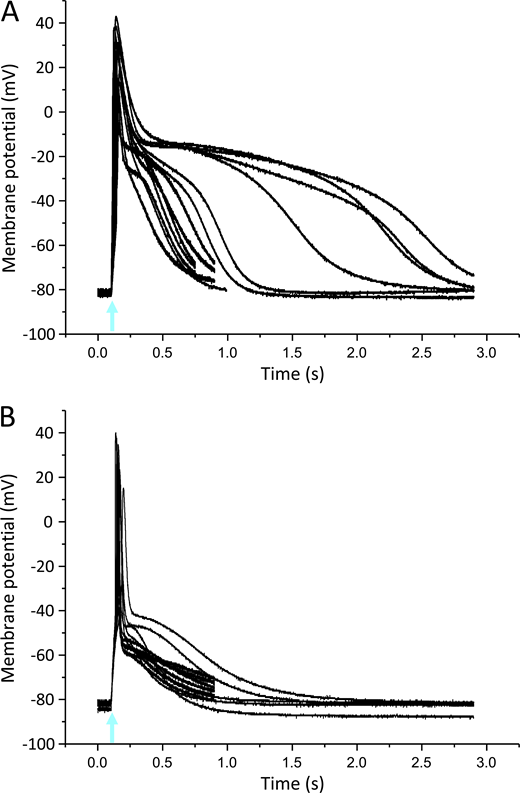Light-induced APs in Xenopus oocytes using the skeletal muscle Na+ channel subtype Nav1.4.(A) Thirteen superimposed current-clamp recordings in oocytes expressing Nav1.4 and β1-ChR2. (B) Eleven superimposed current-clamp recordings in oocytes expressing Nav1.4, β1-ChR2, and Kv2.1. Coexpression of the voltage-gated K+ channel led to AP shortening and a less pronounced variability in AP duration and shape. For detailed statistics, see Table S1. The blue-light flash is indicated by an arrow.