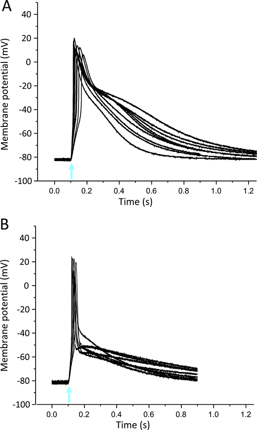 Light-induced APs in Xenopus oocytes using the cardiac Na+ channel Nav1.5.(A) Nine superimposed current-clamp recordings in oocytes expressing Nav1.5 and β1-ChR2. (B) Seven superimposed current-clamp recordings in oocytes expressing Nav1.5, β1-ChR2, and Kv2.1. Similarly, as observed for Nav1.4-injected oocytes, coexpression of Kv2.1 led to a pronounced AP shortening. For detailed statistics, see Table S2. The blue-light flash is indicated by an arrow. Refer to the image caption for details.