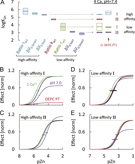 Concentration dependencies for high- and low-affinity Zn2+-induced gating effects.(A) Comparison of best-fit logKZn values and confidence limits for the indicated gating changes obtained in recordings with 4 mM Ca2+ at pH 7.4. Note that some of the values shown on the right were obtained by globally fitting the high-affinity shift and slowing (high-affinity I) or the low affinity shift (low-affinity II) with shared KZn values as described in the text. (B) Concentration–response curves, reconstructed from best-fit values obtained by globally fitting the changes in channel voltage dependence (ΔV0.5act, ΔV0.5inact) and kinetics (Ratio τact) under the indicated conditions with a single, shared KZn for the high-affinity component and all other values fixed to the values shown in Table S4. For comparison, the extrapolated Emax values were normalized by the Emax values observed with 4 mM Ca2+ at pH 7.4 (black line). (C–E) Concentration–response curves reconstructed from best-fit values for the changes in activation slope factor (Ratio kact; C), the low-affinity changes in activation kinetics (Ratio τact; D), and the low-affinity changes in channel voltage dependence (E). For comparison, the extrapolated Emax values were normalized as in B. Refer to the image caption for details.