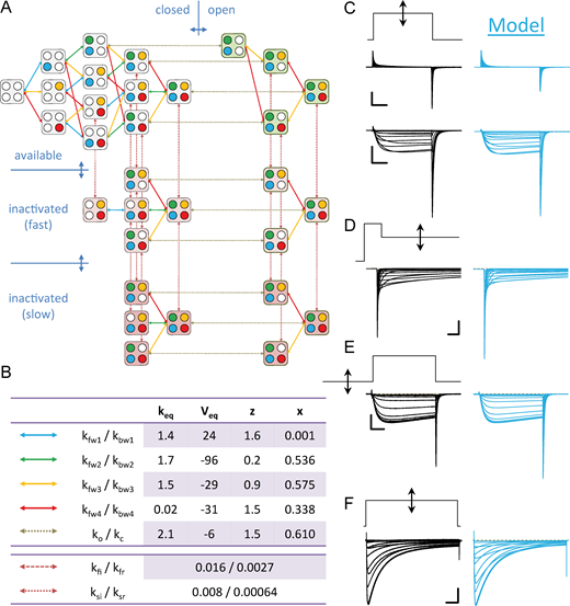 A Markov model of Cav2.3 channel gating.(A) Topology of a Markov model that accounts for most salient features of Cav2.3 channel gating under control conditions. Horizontal transitions are voltage dependent and correspond to movement of four nonidentical voltage sensors and channel opening or closing, with rate constants expressed in terms of the transition state theory (for details, see text). Vertical transitions are voltage independent and correspond to entry into and return from fast (middle) and slow (bottom) inactivated states. Transitions between inactivated states are identical to the parallel transitions between closed and open states. (B) Overview of individual transitions of the model and optimized parameter values obtained by globally fitting the model to the whole set of control recordings obtained with 4 mM Ca2+ at pH 7.4. (C–F) Comparison of recorded (black) and simulated (turquoise) families of current traces evoked with the protocols depicted above. Source code for the model is available in ModelDB (McDougal et al., 2017) at http://modeldb.yale.edu/261714. Refer to the image caption for details.