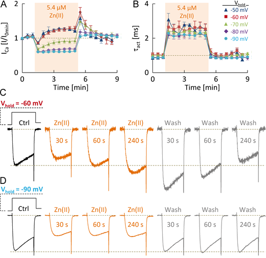 Zn2+-induced changes in Cav2.3 channel function: An electrophysiological and modeling study | Journal of General Physiology