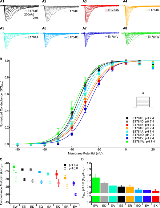 Mutants at residue 1784 in Nav1.5 alter the voltage dependence of conductance and proton block of maximal conductance.(A) Sample macroscopic sodium currents recorded in residue 1784 mutants at extracellular pH 7.4. (B) Normalized GV relationships of residue 1784 mutants at extracellular pH 7.4. Conductance was determined from peak currents measured during depolarizations between −100 and 40 mV (a) from a prepulse potential of −150 mV. (C) Average midpoints of the GV relationships for residue 1784 mutants at extracellular pH 7.4 and pH 6.0 (n = 5–10; Table S1). (D) Fraction of conductance remaining at extracellular pH 6.0 in residue 1784 mutants (n = 5–10). Error bars are SEM. Refer to the image caption for details.