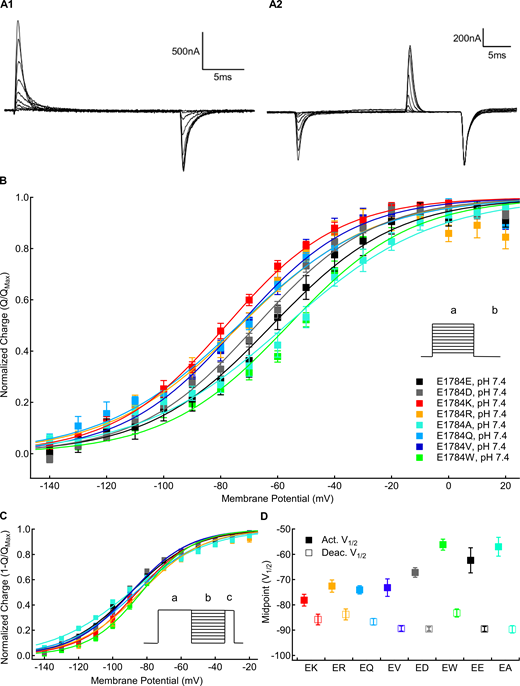 Mutants at residue 1784 alter gating current voltage dependence.(A1) Sample gating currents recorded with the activation protocol described in the text. (A2) Sample gating currents recorded with the deactivation protocol described in the text. (B) Average voltage dependence of gating charge activation for residue 1784 mutants recorded at extracellular pH 7.4 (n = 4–6). Outward QVs were determined by integrating the charge moved during depolarizations between −150 and +60 mV (a) from a holding potential of −150 mV. (C) Average voltage dependence of gating charge deactivation for residue 1784 mutants recorded at extracellular pH 7.4 (n = 4–5). To measure the voltage dependence of gating current deactivation, cells were hyperpolarized to membrane potentials between −150 and +20 mV (b) following a depolarization pulse to +50 mV (a). This was followed by depolarization to +50 mV (c). (D) Average midpoints of gating charge activation and deactivation for residue 1784 mutants at extracellular pH 7.4 (n = 4–6; Tables S6 and Table S7). Error bars are SEM. Refer to the image caption for details.