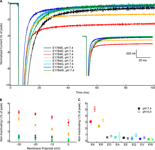 Positively charged mutants at residue 1784 increase noninactivating current.(A) Sample noninactivating currents recorded at −10 mV from residue 1784 mutants at pH 7.4 normalized to peak current. Inset: Unnormalized currents presented in A. (B) Average noninactivating current as a percentage of peak current for residue 1784 mutants recorded between −30 and 0 mV at extracellular pH 7.4 (n = 4–5; Table S8). (C) Average noninactivating current at −30 mV as a percentage of peak current for residue 1784 mutants at extracellular pH 7.4 and pH 6.0 (n = 4–5; Table S8). Error bars are SEM. Refer to the image caption for details.