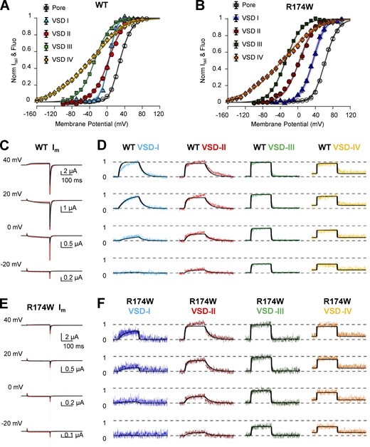 VSD-I is the main contributor to CaV1.1 pore opening. A CaV allosteric model (scheme in Fig. 6) was used to simultaneously fit steady-state and kinetics data in both WT and R174W channels. An error function was minimized using a Markov chain Monte Carlo sampling as in Savalli et al. (2016). Only parameters characterizing VSD-I activity could vary independently for WT and R174W channels. (A and B) Experimental G(V) and F(V) data points are shown superimposed to the model predictions (black lines) for WT (A) and R174W (B) channels. (C–F) Ionic currents (C and E) and fluorescence traces (D and F) from each VSD (normalized to the steady-state probability of activation) in both WT (C and D) and R174W (E and F) channels are shown superimposed with model predictions (black lines, best solutions out of 1.5 ∙ 106 trials from three replicas). Shaded areas depict all solutions within the 95% CI. Solution uniqueness and CIs are described in Fig. 8 and Table S1. Refer to the image caption for details.