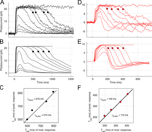 Key features of the photocurrent responses of Kv2.1−/− rods can be explained with an extension of phototransduction theory to include the voltage dependence of CNG channels and the NCKX, and the voltage-dependent and voltage-activated conductances of the inner segment. Related to Fig. 1. (A) Response family of a WT rod: with the exception of that to the most intense, the traces were restricted to subsaturating responses and saturated responses that exhibit recovery translation invariance (Nikonov et al., 1998). The measured flash strengths were 4.6, 8.7, 18, 108, 427, 1,422, 2,774, 5,263, 10,570, and 73,000 photons μm−2. The filled symbols are plotted on the traces at the times (Tsat) when the dark currents had recovered 20% from saturation. (B) Predictions of the two-compartment model; filled symbols identify times 20% recovery from saturation, as in A. (C) Comparison of the times in saturation (Tsat) extracted from the empirical traces (msd.) and the predicted traces (pred.). The symbols τD, Obs and τD, pre give the values of the dominant time constants estimated by least-squares fitting of straight lines of Tsat versus the natural log of the flash strength for the observed and predicted traces, respectively (Nikonov et al., 1998). In the theoretical model, the lifetime τE of the Gtα-PDE (G*-E*) complex was assumed equal to τD, Obs (210 ms), and the lifetime of photoactivated rhodopsin (R*) was set to 45 ms (Eq. S9). Theory predicts the points to follow a line of unit slope (unbroken line). (D and E) Response family of a Kv2.1–/– rod and model predictions (the same rods whose response to the most intense flash were predicted and plotted in Fig. 7 on a much faster time scale); the circular symbols plot the times of 20% recovery from saturation (Tsat), as in A and B. The measured flash strengths were 108, 224, 427, 747, 1,423, 2,774, 5,263, and 73,000 photons μm −2. In the model calculations the lifetime τE of the Gtα-PDE (G*-E*) complex was assumed equal to τD, Obs (110 ms), while R* was assumed to deactivate with a time constant of 30 ms for subsaturating flashes, segueing to 70 ms for saturating flashes (Eq. S11). Most other parameters were set to the same value for WT and Kv2.1–/– rods (Table S2). (F) Comparison of the dominant time constants extracted from analysis of the empirically measured and theoretically predicted traces (the predicted responses to the most intense flashes in A and C are provided in Fig. 7; predicting the time course of the recoveries to this intensity flash, estimated to produce more than 75 R* per disc face, is beyond the scope of the model). Refer to the image caption for details.