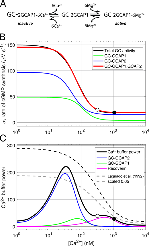 Loss of the K+ channel Kv2.1 greatly reduces outward dark current and causes ionic dysregulation and degeneration in rod photoreceptors | Journal of General Physiology