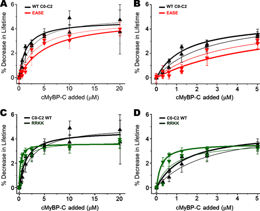Effects of WT and Tm-binding mutants on binding to actin–Tm and actin. Effects of WT and Tm-binding mutants on actin–Tm (thick lines) and actin (thin lines) TR-F were tested. Tm-binding mutants reverse charges (EASE; R215E/K218E) or introduce additional positive charges (RRKK; A216R/S217K) in the Tm-binding loop 215–218, RASK, of C0–C2. (A) WT and R215E/K218E (EASE in red) effects on IAEDANS-actin–Tm and IAEDANS-actin for C0–C2 from 0 to 20 µM. (B) Zooming in on the lower concentrations (0–5 µM) C0–C2 added in A. (C and D) The same conditions as A and B above but comparing WT and A216R/S217K (RRKK in green). For the Tm-binding mutant (charge reversal-EASE), apparent Kd changes trended toward significant (P = 0.11) for actin–Tm, but not for actin alone. For the positive Tm-binding mutant (additional positive charges-RRKK), apparent Kd changes were significant (P < 0.05) for binding to both actin and actin–Tm. Refer to Table S1 for statistical analysis of fitted binding properties for curves and Table 2 for comparisons of binding at specific C0–C2 concentrations. Data are provided as mean ± SE (n > 4).