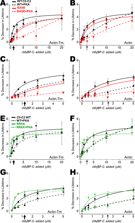 Effects of Tm-binding mutants on phosphorylation-dependent binding to actin–Tm and actin. Effects of Tm-binding mutants C0–C2 on actin–Tm and actin TR-F were tested with and without PKA treatment. Tm-binding mutants reverse charges (EASE; R215E/K218E) or introduce additional positive charges (RRKK; A216R/S217K) in the Tm-binding loop 215–218, RASK, of C0–C2. For comparison, curves for WT C0–C2 are included in each graph. (A) WT (black lines) and R215E/K218E (EASE in red) effects on IAEDANS–actin–Tm for unphosphorylated (solid lines) and phosphorylated (+PKA, dotted lines) C0–C2 from 0 to 20 µM cMyBP-C added. (B) Same conditions as A, except that IAEDANS–actin was used. (C and D) Zooming in on the lower concentrations (0 to 5 µM) cMyBP-C added in A and B. (E–H) The same conditions as A–D above but comparing WT (black lines) and A216R/S217K (RRKK in green). For the unphosphorylated Tm-binding mutant (charge reversal-EASE), apparent Kd changes trended toward significant (P = 0.11) for actin–Tm, but not for actin alone. The phosphorylated mutant did not fit well to a quadratic binding equation for either actin or actin–Tm (but did fit to a linear equation). For the unphosphorylated positive Tm-binding mutant (additional positive charges, RRKK) apparent Kd changes were significant (P < 0.05) for binding to both actin and actin–Tm. For phosphorylated RRKK binding, changes in Kd did not reach significance. Refer to Table S1 for statistical analysis of fitted binding properties for curves. See Table S2 for comparisons of binding at specific substoichiometric C0–C2 concentrations discussed in supplemental Results. Arrows in indicate the C0–C2 concentrations to be used in future screens (thick arrows, 1.25 µM for actin–Tm in A, C, E, and G; thin arrows, 2.5 µM for actin alone in B, D, F, and H). Data are provided as mean ± SE (n > 4). Refer to the image caption for details.