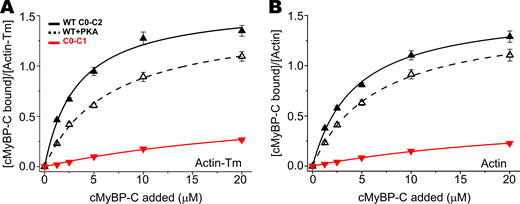Cosedimentation assays for C0–C1 binding to actin–Tm and actin. C0–C1 (red lines) was assayed and unphosphorylated C0–C2 (solid lines), and phosphorylated C0–C2 (dotted lines) are shown for reference. (A) Cosedimentation using actin–Tm. (B) Cosedimentation using actin. Cosedimentation using actin–Tm or actin was also measured at 40 µM C0–C1, and this was used for determination of Kd and Bmax for C0–C1 curves (Table S1). Data are provided as mean ± SE (n > 4). Refer to the image caption for details.