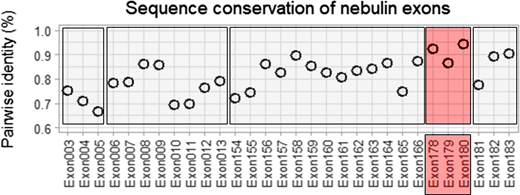Conservation of nebulin exons across species. Displayed are exons outside of the super-repeat region that are present in all species. The last three simple repeat exons (178–180) are highly conserved. For a multiple-species alignment, see Data S3. Refer to the image caption for details.