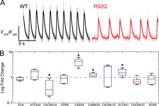 R92Q hiPSC-CMs show altered calcium transients and gene expression.(A) Representative fluorescence ratio traces showing calcium transients. Single hiPSC-CMs were seeded on rectangular patterns on 10 kPa hydrogels and loaded with the ratiometric calcium dye, Fura Red. R92Q hiPSC-CMs calcium transients have lower amplitudes than the WT cells. (B) Expression of key calcium-handling genes measured using qPCR. Data show significant increases in the expression of CASQ2, CAMK2D, and SLC8A1 and a decrease in CACNA1H. ΔCt values are shown in Table S2. Statistics were performed on the ΔCt values; however, we show the log-fold changes. Red lines show the means, boxes show the quartiles, and error bars show the standard deviations. Data shown reflect three biological replicates, each of which included three technical replicates. Asterisk denotes ΔCt values with P < 0.05 compared with the WT. P values were calculated using a Mann–Whitney test.