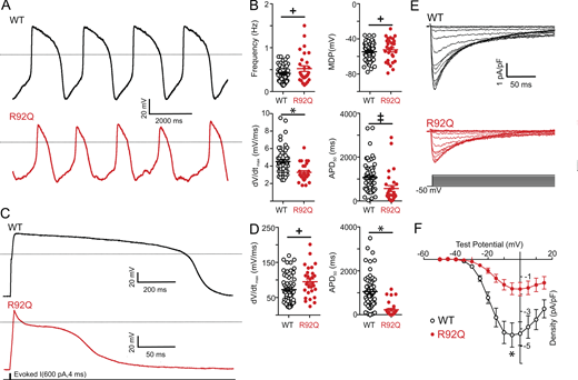 Spontaneous and evoked action potentials are altered in R92Q hiPSC-CMs and ICa densities are reduced.(A) Representative whole-cell spontaneous action potentials recorded from WT and R92Q hiPSC-CMs are illustrated; dotted black lines indicate 0 mV. (B) Firing frequencies, maximum diastolic potentials (MDP), maximum upstroke velocities (dV/dtmax) and APD50 measured in individual WT (n = 58) and R92Q (n = 29) hiPSC-CMs are plotted; mean values are also indicated and are provided in Table S3. (C) Representative whole-cell action potential waveforms evoked from a hyperpolarized membrane potential, as described in Materials and methods, in WT and R92Q cells are shown; dotted black lines indicate 0 mV. (D) dV/dtmax and APD50 values measured in individual WT (n = 58) and R92Q (n = 29) cells are plotted; mean values are also indicated and are provided in Table S3. (E) Representative voltage-gated Ca2+ current (ICa) waveforms, elicited by voltage steps to test potentials between −40 and +15 mV (in 5-mV increments) from a HP of −50 mV, in WT and R92Q hiPSC-CMs are shown. (F) Mean ± SEM peak ICa densities in R92Q (n = 12) and WT (n = 15) hiPSC-CMs are plotted as a function of the test potential. Values in R92Q mutant cells are significantly different from those in WT cells at the +, P < 0.05; ‡, P < 0.01; and *, P < 0.001 levels. P values were calculated using a two-tailed Student’s t test. Refer to the image caption for details.