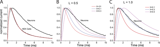 Cable analysis of mEPSCs.(A) Average of all mEPSCs from neurons and HEK cells (from Fig. 2 B) were normalized. Eq. 3 was fitted to the HEK cell trace (red; τ1 = 0.428 ms; τ2 = 1.13 ms; τ3 = 6.16 ms; A1 / (A1 + A2) = 0.825). Cable effects on averaged mEPSCs were simulated with Eq. 2, taking v(t) from the fit of Eq. 3. (B) Simulations of mEPSCs with L = 0.5 and the indicated positions of the synaptic inputs (X). (C) Simulations of mEPSCs with L = 1.0 and indicated values of X. The same average mEPSC from neurons was replotted in B and C as a black line.
