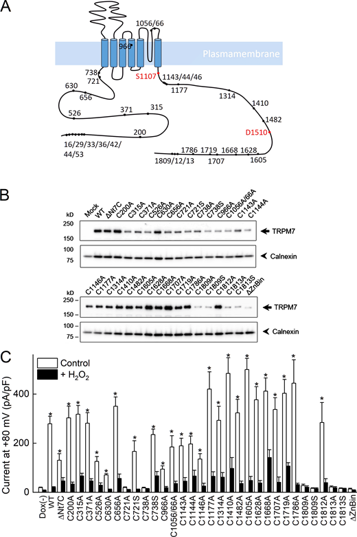 Figure 2. Refer to the image caption for details.