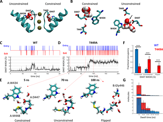 Regulation of water exchange in the peripheral pockets of Shaker by the amino acid at position 449.(A and B) Snapshot of the Shaker channel depicting the peripheral water pockets at open and closed states. (A) Side view of a cross section through the channel pore region depicting the selectivity filter and the pore helix of two opposing subunits. Bound K+ ions and structural water molecules behind the selectivity filter are depicted. Upper-barrier gate residues are indicated. (B) Top views of the peripheral pockets depicted in A. Dashed lines indicate hydrogen bonds; a water molecule passing through an open gate is marked by an arrow. (C and D) Time-series plots depicting water-exchange events (top) versus D447:W434 gate openings (bottom) during a 200-ns MD time series of WT Shaker (left) versus the T449A mutant (right). Unsmoothed data are represented as a gray shade of the smoothed trace. (E) Snapshots along a time series of Shaker T449A, depicting the spatial disposition of the upper-barrier residues of channel subunit A in a constrained (5 ns), unconstrained (70 ns), and flipped (100 ns) conformations. Water molecules within a hydrogen-bond distance from D447 are shown. (F) Dwell-time distributions of the D447:W434 gate at the constrained/unconstrained/flipped conformations averaged over six independent trajectories of WT Shaker (Table S1; trajectories 1–6, blue) or Shaker T449A (trajectories 7–12, red). Statistical significance was determined using the Wilcoxon rank sum test. (G) Dwell-time distributions of water molecules within the peripheral pockets compared between the WT (blue) and T449A (red) runs. The top panel displays the total numbers of molecules counted at the indicated bins averaged over the six runs (blue, WT; red, T449A). The lower panel is a zoomed-in version of the top panel. The bias of the T449A distribution toward shorter dwell times was statistically significant (two-sample Kolmogorov–Smirnov test, P = 0.03).