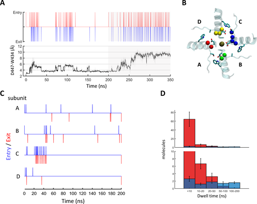 Introduction of T449A affects the behavior of the D-W gates and water transport through the peripheral pockets of Shaker. (A and B) Following a 200-ns unconstrained MD run of a WT Shaker tetramer, T449A substitutions were introduced in subunits B and D, and the system was allowed to evolve for additional 150 ns. (A) Time-series plots depicting water-exchange events (top) versus D447:W434 gate openings (bottom) at subunit C during the mixed trajectory. The 150 ns following the T449A substitutions are shaded in gray. (B) Top view depicting the state of the D447:W434 gates at t = 300 ns. Gate residues are depicted in sticks; pocket water molecules are represented by spheres and are color coded by the domain (A, red; B, green; C, blue; and D, yellow). (C and D) Locking the D-W gates in a constrained conformation prevents the excess water flow induced by T449A substitution. (C) Water traffic through the peripheral pockets of a T449A tetramer in which the D447:Oδ1-W434: Nε1 distances were restrained to 2.8 Å throughout the trajectory. (D) Dwell-time distributions of water molecules within the peripheral pockets compared between the T449A runs with constrained (Table S1; trajectories 13–16, blue) and unconstrained (red) D-W gates. The lower panel is a zoomed-in version of the top panel. The difference between the two distributions is statistically significant (two-sample Kolmogorov–Smirnov test, P = 0.04). Refer to the image caption for details.