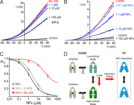 Direct and allosteric interactions of NFx with TREK-2. (A) Representative traces of macroscopic TREK-2 currents elicited by voltage ramps between −80 and +80 mV in giant excised patches from Xenopus oocytes measured in control solution, in the presence of 50 µM ML335 alone, and with various added bath concentrations of NFx, as indicated. (B) Similar representative traces of TREK-2 currents in the absence (control) or presence of the activator, 1 mM 2-APB alone, and with added concentrations of NFx, as indicated. (C) Dose–response curves for NFx inhibition of TREK-2 currents on their own (IC50 = 2.7 µM; h = 1.7, n = 19) or in the presence of 1 mM 2-APB (IC50 = 3.8 µM; h = 0.6, n = 11) or 50 µM ML335 (IC50 = 164 µM; h = 0.8, n = 7), as indicated. Note the large shift in NFx sensitivity that results from ML335 activation, but not 2-APB activation. (D) Modified gating cartoon indicating gating modes with different activities rather than distinct open/closed states. The red arrow shows that 2-APB promotes a highly active state with unaltered NFx sensitivity, suggesting NFx inhibition is not state dependent. Other factors such as membrane stretch promote formation of various NFx-insensitive up conformations. Refer to the image caption for details.