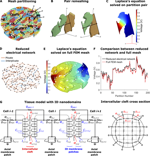 Intercellular cleft conductivity and tissue model with ID nanodomains.(A) Partitioning of the FEM mesh into 200 partitions or compartments, with different colors denoting different compartments. Overlaid on the mesh is a partial sketch of the reduced electrical network. (B) Example of adjacent partitions remeshing for equivalent conductance calculation. Partition centroids (orange circles), connecting line (solid black line), and cut lines (dashed black lines) are shown. (C) Solution to Laplace’s equation (Eq. 1) on the shared volume. (D) Resulting reduced electrical network for 200 nodes and the corresponding connections between adjacent partitions. Connection thickness is proportional to the conductance value, and edges in plicate or interplicate regions are shown as orange and blue, respectively. (E) Solution to Laplace’s equation on the full-cleft FEM mesh. (F) Comparison between voltages on the full-cleft FEM mesh and reduced network results. (G) Schematic of the electrical circuit (Eq. S2) and illustration of the corresponding electrical network at the ID, equivalent to the network shown in D.