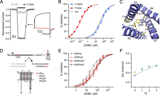 Exploring how residue F150 influences Hv1 sensitivity to 2GBI. (A) Drop in normalized current produced by 2 µM 2GBI in Hv1 WT and F150A. Black bar indicates the presence of the inhibitor in the bath solution. Representative traces from Hv1 F150A before (black) and after (red) addition of 2 µM 2GBI (inset). Measurements were performed in inside-out patch configuration. Currents were assessed at the end of a depolarization step to +120 mV from a holding potential of −40 mV, pHin = pHout = 6.0. (B) Concentration dependence of 2GBI-mediated inhibition of Hv1 mutants F150A and F150W compared with WT. Data points are averages of at least six independent measurements. Error bars are SD. (C) Structural model of the VSD of the human Hv1 in the open state from Geragotelis et al. (2020), showing the positions of F149 and F182 relative to F150 and other residues in the binding site (residue-ligand centroid distances in Å: 5.2 for F150, 8.5 for F149, and 9.1 for F182). (D) Schematics of unnatural amino acid substitution approach. (E) Concentration dependences of 2GBI-mediated inhibition of Hv1 constructs in which F150 is substituted with the indicated amino acids using the approach shown in D. Data points are averages from three to seven independent measurements ±SD. Curved lines in B and E represent fits of the data using Eq. 1. See Table S1 for fit parameters. (F) ΔGis measured from IC50s from E as a function of the nF in the Phe ring. Light-green diamond is the value for Hv1 WT. Error bars are SE. Dashed line is the linear fit of the data points in teal. Refer to the image caption for details.