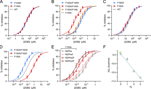 Aromatic interactions stabilizing ligand binding in Hv1 F150A. (A and B) Concentration dependences of 2GBI-mediated inhibition of Hv1 WT (A) and F150A (B) with and without the indicated substitutions at position F149. (C and D) Concentration dependences of 2GBI-mediated inhibition of Hv1 WT (C) and F150A (D) with and without the indicated substitutions at position F182. Each data point in A–D is an average from three to nine independent measurements. Error bars are SD. (E) Concentration dependences of 2GBI-mediated inhibition of Hv1 F150A in which F182 is substituted with the indicated amino acids introduced via UAG suppressor tRNA. Each data point is an average from three to eight independent measurements. Curved lines represent fits of the data using Eq. 1. See Table S1 for fit parameters. (F) ΔGis measured from IC50s from E as a function of the nF in the Phe ring. Light-green diamond is the value for Hv1 WT. Error bars are SE. Dashed line is the linear fit of the data points in teal. Refer to the image caption for details.