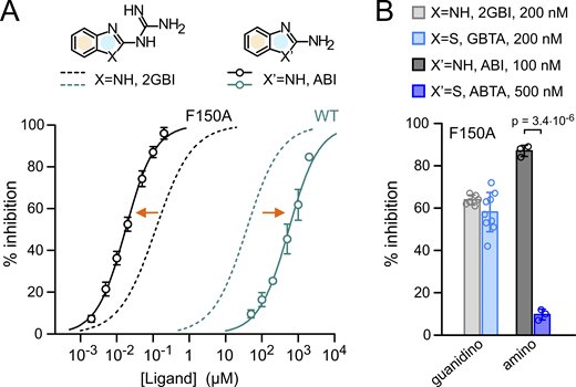 Simplified ligand for binding optimization. (A) Concentration dependences of inhibition of Hv1 WT and F150A by 2GBI and ABI. Data points are averages from three to five independent measurements ±SD. Curved lines represent fits of the data using Eq. 1. See Table S1 for fit parameters. Orange arrows indicate that Hv1 F150A is more sensitive to ABI than 2GBI, while the situation is reversed for WT. Condensed phenyl and 2-substituted imidazole rings are highlighted in yellow and pale blue, respectively. (B) Percentages of inhibition of Hv1 F150A by guanidino and amino derivatives of benzimidazole and benzothiazole at the indicated concentrations. GBTA and 2GBI showed similar potency, so they could be compared at the same concentration. This was not the case for ABTA and ABI. The minimal concentration at which ABTA-mediated inhibition could be accurately measured was 500 nM, but at that concentration ABI-mediated inhibition was saturated. Despite lowering ABI concentration to 100 nM, this inhibitor still produced a much larger inhibition than ABTA. Error bars are SD (n = 3–9). Welch's t test was used for statistical analysis.