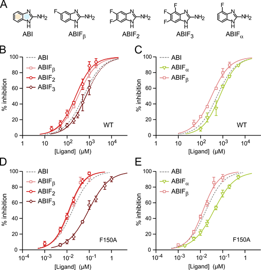 Impact of phenyl ring fluorination on ABI-mediated inhibition of Hv1 WT and F150A. (A) Structures of tested ABIs showing positions of fluoro substituents in condensed phenyl ring (yellow shade). (B–E) Concentration-dependences of inhibition of Hv1 WT (B and C) and F150A (D and E) by the indicated compounds. Each data point is the average value from three to eight independent measurements. Error bars are SD. Curved lines represent fits of the data using Eq. 1. See Table S1 for fit parameters. Dotted line in B indicates extrapolation of the IC for ABIF3 to concentrations >1 mM (the compound was not soluble at higher concentrations under tested conditions).