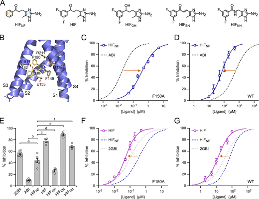 Hv1 inhibition by HIF compounds. (A) Structures of HIF and related compounds. In HIFNF, the separate phenyl and 2-aminoimidazole rings are highlighted in yellow and blue, respectively. (B) Structural model of the VSD of human Hv1 in the activated conformation (from Geragotelis et al., 2020) interacting with HIF at the end of the MD simulation described in the Materials and methods section and showing residues in the vicinity of the ligand. (C and D) Concentration dependences of HIFNF-mediated inhibition of Hv1 F150A (C) and Hv1 WT (D) compared with ABI. Each data point represents the mean of three to seven independent measurements ±SD. Curved lines represent fits of the data using Eq. 1. See Table S1 for fit parameters. Orange arrows indicate that HIFNF is more effective than ABI at inhibiting Hv1 WT, whereas the situation is reversed for Hv1 F150A. (E) Inhibition of Hv1 WT by the indicated compounds tested at a concentration of 50 µM. Each bar is the mean of four to nine independent measurements. Error bars are SEM. A one-way ANOVA with Tukey’s post hoc test was used for statistical analysis. Comparisons between all pairs of inhibitors were statistically significant (P < 0.05), except for HIF/HIFNH (P > 0.05). For clarity, only comparisons with HIFNF are shown: p(a) = 1.4⋅10−3, p(b) < 1⋅10−9, p(c) = 6.4⋅10−8, p(d) = 1.2⋅10−4, p(e) = 1.0⋅10−9, p(f) = 3.3⋅10−7. (F and G) Concentration dependences of HIF-mediated inhibition of Hv1 F150A (F) and Hv1 WT (G) compared with HIFNF. Each data point represents the mean of three to five independent measurements ±SD. Curved lines represent fits of the data using Eq. 1. See Table S1 for fit parameters. Orange arrows indicate that fluorination of the phenyl ring increases the ligand apparent binding affinity to both Hv1 WT and F150A.