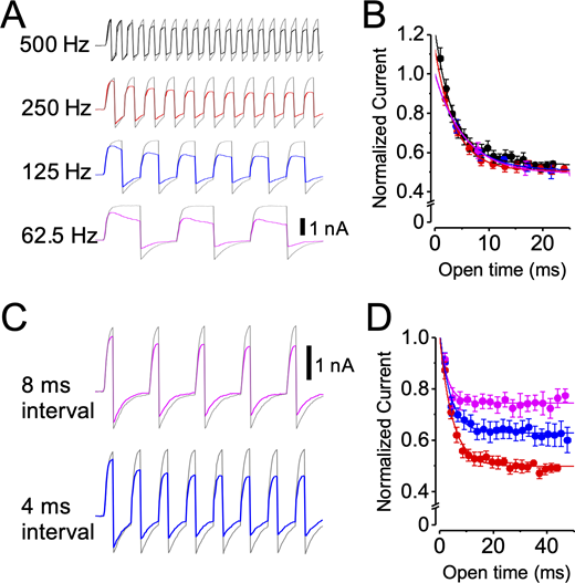 LOP inhibition is use dependent.(A) Representative currents from pulse train experiments using a 50% duty cycle (stepping between −60 and 90 mV) with 0 (gray traces) or 3 µM LOP (superimposed color traces) at the indicated pulse frequencies. Vertical scale bar, 1 nA. (B) Normalized tail currents plotted as a function of open time for trains at 500 (black), 250 (red), 125 (blue), and 62.5 Hz (magenta). Superimposed curves show fits with single exponential functions (mean parameters in Table S10). (C) Representative currents from pulse train experiments using 2-ms steps to 90 mV with steps to −60 mV with the indicated duration, with 0 (gray traces) or 3 µM LOP (superimposed color traces). 2-ms interval in these experiments is represented by 250-Hz traces in A. Vertical scale bar, 1 nA. (D) Normalized tail currents plotted as a function of open time for trains using 8-ms (magenta), 4-ms (blue), and 2-ms (red) interpulse intervals at −60 mV. Superimposed curves show fits with single exponential functions (mean parameters in Table S10). Trains with longer −60-mV intervals show decreased inhibition. Symbols and error bars represent means ± SEM.