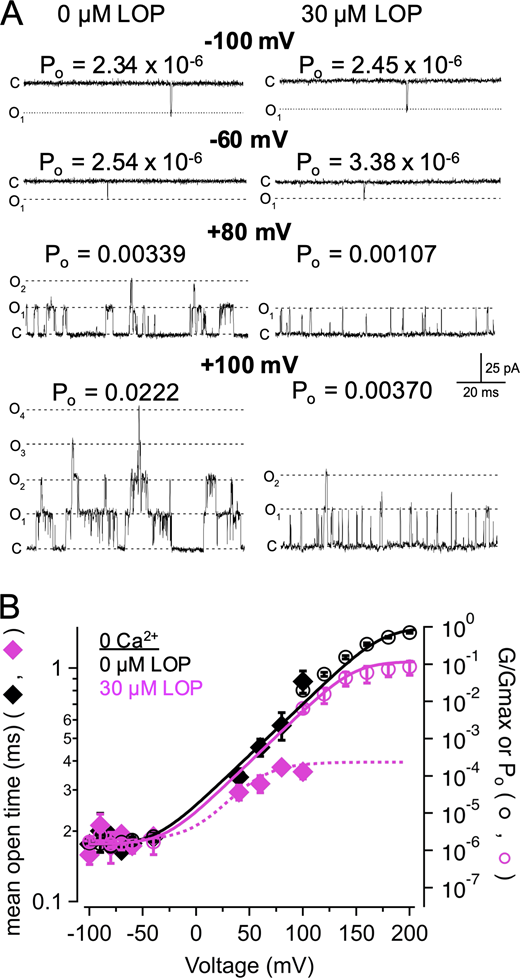 LOP has a limiting effect on mean open time.(A) Representative single-channel recordings in nominally 0 Ca2+ with 0 or 30 µM LOP at the indicated voltages. Po noted for each patch was determined by dividing NPo by the estimated number of channels in the patch (n = 23 channels for this experiment; see Materials and methods). (B) Po-V and G-V relations at nominally 0 Ca2+, with 0 (black open circles) or 30 µM LOP (magenta open circles), plotted together on semilogarithmic coordinates. Po was measured from single-channel recordings at −100 through 100 mV. Solid lines show fits with a Boltzmann equation (parameters in Table S1). Mean open times from single-channel recordings in nominally 0 Ca2+, at 0 or 30 µM LOP (black and magenta diamonds, respectively) at corresponding voltages illustrate that, with depolarized voltages, 30 µM LOP leads to substantially reduced open times, consistent with depolarization driving open channels toward closed or blocked states. Dashed magenta line shows fit of mean open times in 30 µM LOP with a Boltzmann equation (minimum open time = 0.18 ms; maximum open time = 0.40 ms; V1/2 = 37 mV; zδ = 1.2 e0). Symbols and error bars represent means ± SEM. Refer to the image caption for details.