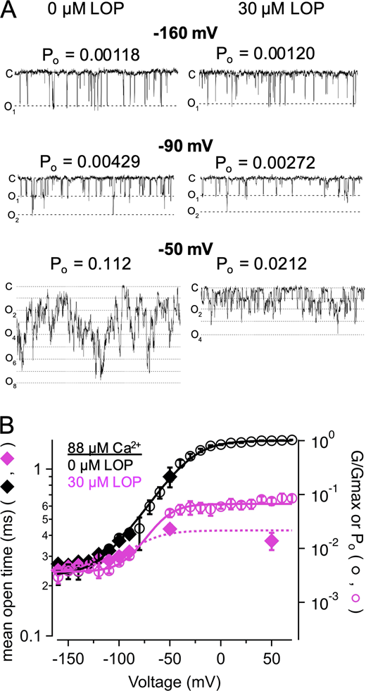 LOP limits mean open time in Ca2+-activated channels at hyperpolarized voltages.(A) Representative single-channel recordings in 88 µM Ca2+ with 0 or 30 µM LOP, at the indicated voltages (n = 53 channels for this experiment). (B) Po-V and G-V relations at 88 µM Ca2+, with 0 (black open circles) or 30 µM LOP (magenta open circles), Po was measured from single-channel recordings at −160 through −50 mV; recordings at 50 mV were obtained with 30 µM LOP. Solid lines show fits with a Boltzmann equation (parameters in Table S3). Mean open times from single-channel recordings in 88 µM Ca2+, at 0 or 30 µM LOP (black and magenta diamonds, respectively) at corresponding voltages illustrate that with depolarized voltages, 30 µM LOP leads to reduced open times, consistent with depolarization driving open channels toward closed or blocked states. Dashed magenta line shows fit of mean open times in 30 µM LOP with a Boltzmann equation (min. open time = 0.26 ms; max open time = 0.43 ms; V1/2 = −83 mV; zδ = 1.6 e0). Symbols and error bars represent means ± SEM.