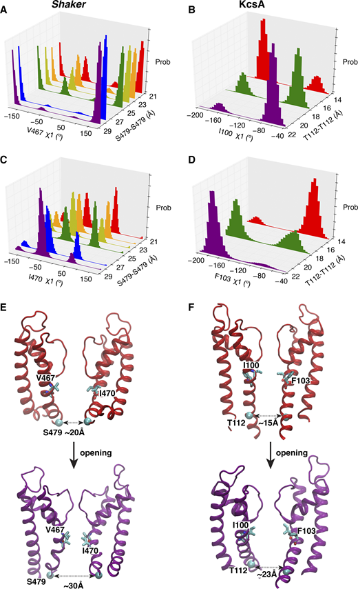 The rotameric redistributions of key residues responsible for allosteric coupling upon gate opening in both Shaker and KcsA. (A–D) The rotamer density histograms of key residues for multiple ensembles to represent the different opening degrees from partially to wide open of the intracellular gate. The simulations for Shaker are trajectories 8–23 (Table S1), and the trajectories for KcsA are trajectories 1–10 in a previous study (Li et al., 2018). (E and F) Typical structures to show the process from partially to wide open of the intracellular gate for Shaker (left) and KcsA (right). prob, probability.