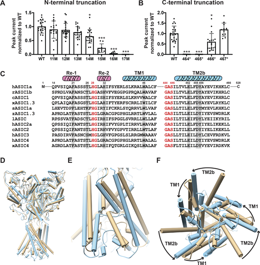 Essential N- and C-terminal residues for hASIC1a function. (A) Normalized peak currents of indicated hASIC1a N-terminal truncations measured from Xenopus oocytes injected with cRNA of WT hASIC1a or with truncations examined by TEVC. Normalized peak currents are presented as mean ± SD of three independent experiments of at least 10 oocytes (n = 10–25) for each construct. One-way ANOVA post hoc Dunnett’s F test 49.2; ***, P < 0.0001. Individual measurements are shown in Data S2 for A and B. (B) Normalized peak currents of indicated hASIC1a C-terminal truncations measured and analyzed as in A. ***, P < 0.0001; *, P = 0.01. (C) Sequence alignment of amino acids encoding the lower pore of ASICs. From various species using Lasergene DNASTAR-MegAlign software. Highlighted residues were examined in this work. c, chicken; h, human; l, lamprey; r, rat; s, shark; x, Xenopus; z, zebrafish. (D–F) Pore opening repositions functionally essential residues in the lower pore of hASIC1a. (D) Side view of the predicted hASIC1a in the open conformation (blue) superimposed onto the predicted hASIC1a in the resting conformation (tan). (E) Enlarged view of the TM domains and the reentrant loop. (F) View of the TM domains from the intracellular side shows rotation of TM1 and TM2 around the threefold axis and the predicted repositioning of the reentrant loop from the closed (tan) to the open (blue) conformation. Refer to the image caption for details.