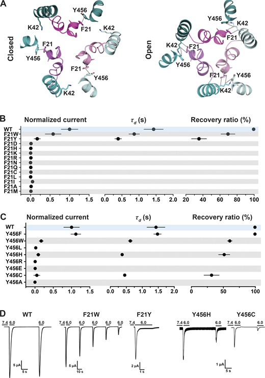 A π–π interaction between F21 and Y456 stabilizes the resting conformation.(A) Top view of the predicted hASIC1a in the closed and open conformations shows a π–π interaction between the conserved residues F21 (TM1) and Y456 (TM2b) in the resting state but not in the open conformation. TM2bs from the three ASIC1 subunits are presented in deep teal/cyan/pale cyan, while the three corresponding reentrant loops are displayed in light magenta/violet/light pink. (B) Summaries of normalized current, τd, and recovery ratio of F21 substitutions. (C) From Y456 substitutions, only Y456W produced peak currents of a magnitude similar to WT (Dunnett’s P = 0.9), whereas all other mutants had P < 0.0001. (D) Representative current traces of WT hASIC1a, F21W, Y456H, and Y456C. Data are presented as mean ± SD of three independent experiments for at least five Xenopus oocytes (n = 5–10) for each construct tested. Oocytes were incubated for 30 s in preconditioning buffer (pH 7.4) before a second activation to measure the recovery ratio (expressed in percent), calculated as Iacti(n + 1)/Iacti(n). Individual measurements and statistical analysis are shown in Data S2. Refer to the image caption for details.