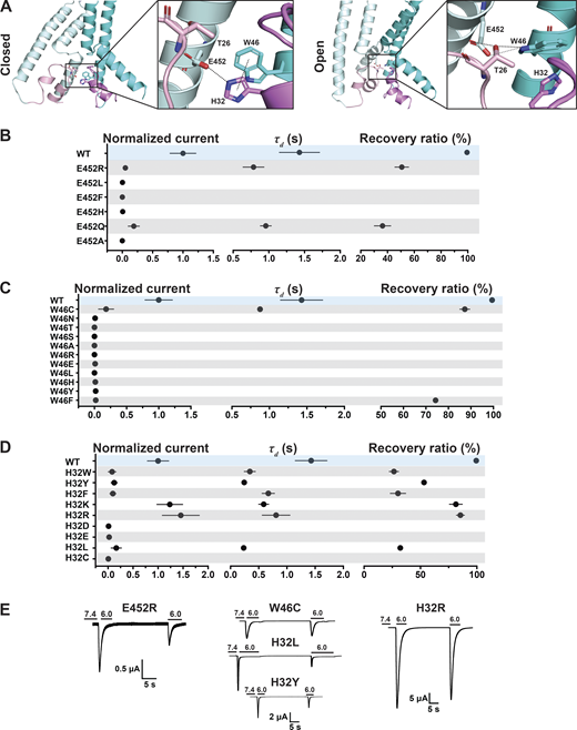 A hydrogen bond between W46 and E452 stabilizes the predicted open conformation.(A) Side view of the predicted hASIC1a in the resting (left panel) and open (right panel) conformations, highlighting interaction networks formed by residues E452 (TM2b), W46 (TM1), T26 (HG loop), and H32 (Re-2). Only two subunits are shown. TMs are in cyan/pale cyan, while corresponding reentrant loops are in violet/light pink. (B) Summaries of normalized current, τd, and recovery ratio for E452. (C and D) W46 (C) and H32 (D) substitutions. (E) Representative traces of E452R, W46C, H32R, H32L, and H32Y. Data are presented as mean ± SD of three independent experiments for at least five Xenopus oocytes (n = 5–10) for each construct tested. All oocytes were incubated at least 30 s (30–40 s) in preconditioning buffer (pH 7.4) for channel recovery before the next activation. Recovery ratio (expressed in percent) was calculated as Iacti(n + 1)/Iacti(n). Individual measurements and statistical analysis are shown in Data S2. Refer to the image caption for details.