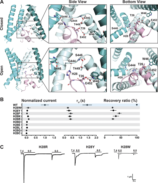 H28 forms state-dependent stabilizing interactions with the GAS belt and T26 with TM1 and TM2b.(A) Side and bottom views of hASIC1a in the predicted resting (upper panel) and open (lower panel) conformations, highlighting interaction networks formed by residues H28, T26 (HG loop), and the lower pore. Three TM1 helices (deep teal/cyan/pale cyan), two TM2 helices (cyan/pale cyan), and one reentrant loop (light pink) are shown. (B) Summary of normalized current, τd, and recovery ratio for H28 substitutions. All mutants produce significantly smaller currents than WT (P < 0.00001), have faster desensitization (P < 0.0001), and partial recovery (P < 0.0001). (C) Representative traces of H28R, H28Y, and H28W. Data are presented as mean ± SD of three independent experiments for at least five Xenopus oocytes (n = 5–10) for each construct tested. All oocytes were incubated at least 30 s (30–40 s) in preconditioning buffer (pH 7.4) for channel recovery before the next activation. Recovery ratio (expressed in percent) was calculated as Iacti(n + 1)/Iacti(n). Individual measurements and statistical analysis are shown in Data S2.