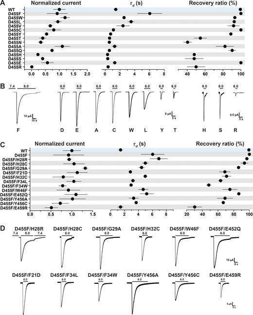 A Phe at position D455 stabilizes the lower pore and rescues destabilizing nonfunctional lower pore mutants. (A) Summary of normalized current, τd, and recovery ratio of various D455 substitutions. (B) Representative examples of current traces of D455 substitutions. (C) Summary of normalized current, τd, and recovery ratio of double mutants (D455F and an additional substitution in the lower pore). (D) Representative examples of current traces of the double mutants. Data are presented as mean ± SD of three independent experiments for at least five Xenopus oocytes (n = 5–10) for each construct tested. All oocytes were incubated at least 30 s (30–40 s) in preconditioning buffer (pH 7.4) for channel recovery before the next activation. Recovery ratio (expressed in percent) was calculated as Iacti(n + 1)/Iacti(n). Individual measurements are shown in Data S2.