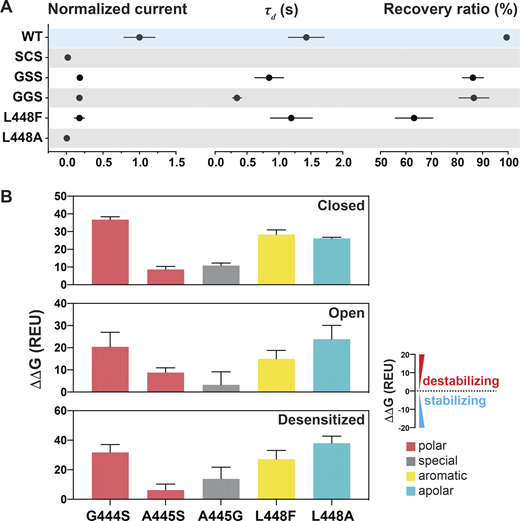 Substitutions at the GAS or L448 alter channel kinetics by destabilizing the three states.(A) Summaries of normalized current, τd, and recovery ratio for GAS and L448 substitutions. Data are presented as mean ± SD of three independent experiments for at least five Xenopus oocytes (n = 5–10) for each construct tested. All oocytes were incubated at least 30 s in preconditioning buffer (pH 7.4) for channel recovery before the next activation. Recovery ratio (expressed in percent) was calculated as Iacti(n+1)/Iacti(n). Individual values are shown in Data S2. (B) Free energy change (ΔΔG) calculations of the above substitutions in the closed, open, and desensitized states compared with the WT hASIC1a in the corresponding conformations. A ΔΔG value > 1 is considered to be destabilizing, while a ΔΔG value less than −1 is considered to be stabilizing. All values are presented as mean ± SD. 10 runs of free energy calculations were conducted in replicates for each mutant and the WT hASIC1; 10 free energy values of the WT and all mutants were sorted from smallest to largest before free energy values of the WT were subtracted from those of each mutant (10 ΔΔG values obtained for each mutant). Individual values are provided in Data S2.