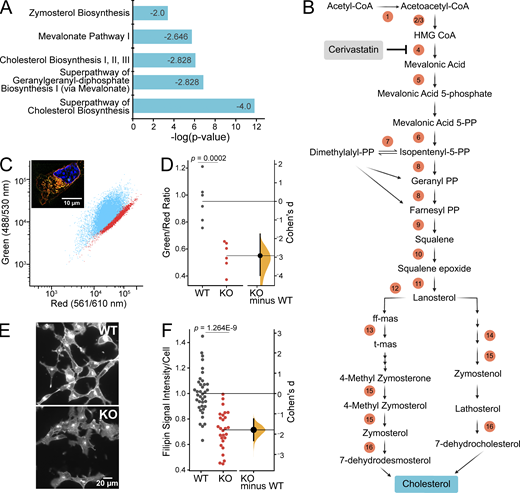 Piezo1 KO results in downregulation of cholesterol biosynthesis. (A) Downregulation of cholesterol biosynthesis, the most predominant effect of Piezo1 KO identified by Ingenuity Pathway Analysis of differential gene expression data of WT and Piezo1 KO E10.5 brains. See also Table S2. Z-score is indicated inside the bar for each pathway. (B) Schematic of the cholesterol biosynthesis pathway. Circled numbers indicate the 16 enzyme genes within the pathway downregulated by 1.5-fold or more in Piezo1 KO brains relative to WT. ff-mas, 14-demethyl-14-dehydrolanosterol; t-mas, 14-demethyl-lanosterol. Numbers correspond to the following list: (enzyme, gene name, Log2Ratio) 1, acetyl-CoA acetyltransferase 2, Acat2, −1.00; 2, HMG-CoA synthase 1, Hmgcs1, −1.24; 3, HMG-CoA synthase 2, Hmgcs2, −1.67; 4, HMG-CoA reductase, Hmgcr, −0.74; 5, Mevalonate kinase, Mvk, −0.72; 6, Mevalonate-5-pyrophosphate decarboxylase, Mvd, −0.95; 7, Isopentenyl-5-isomerase, Idi1, −1.45; 8, Farnesyl diphosphate synthase, Fdps, −1.64; 9, Squalene synthase, Fdft1, −0.98; 10, Squalene epoxidase, Sqle, −0.61; 11, Lanosterol synthase, Lss, −0.82; 12, Cytochrome P450 subfamily member A1, Cyp51 −0.84; 13, Transmembrane 7 superfamily, Tm7sf2, −0.98; 14, Methosterol monooxygenase, Msmo, −1.25; 15, Hydroxysteroid 17 beta-dehydrogenase, Hsd17b7, −0.81; 16, Sterol C-5 desaturase, Sc5d, −0.78. Cerivastatin (gray box) is an inhibitor of HMG-CoA reductase, the rate-limiting enzyme of the cholesterol biosynthesis pathway. (C) Representative scatter plot of flow cytometry analysis of Nile Red stained WT and Piezo1 KO NSCs. WT (blue), Piezo1 KO (red). Inset: Representative overlay image of both green and red channels of Nile Red stained images of WT NSCs grown in proliferative conditions. Nuclei are counterstained with Hoechst (blue). (D) Gardner-Altman estimation plot of data as in C of Nile Red staining of NSCs plotting the ratio of the geometric mean fluorescence obtained from the green and red channels of WT and Piezo1 KO NSCs (Cohen’s d = −2.92). Data are from n = 6 samples from 3 embryos for WT and for Piezo1 KO and are representative of two experimental replicates. (E) Representative images of WT and Piezo1 KO NSCs grown in proliferative conditions and stained with Filipin III (see also Fig. S6). (F) Gardner-Altman estimation plot of data as in E of Filipin III staining of NSCs plotting the fluorescence intensity per cell in images of WT and Piezo1 KO NSCs (Cohen’s d = −1.79). Data from n = 4 embryos, 899 cells from 38 unique fields of view for WT and n = 4 embryos, 729 cells from 27 unique fields of view quantified for Piezo1 KO from three experimental replicates. Refer to the image caption for details.