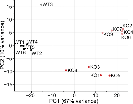 PCA plot of 15 WT and Piezo1 KO RNA-seq samples. Numbers indicate embryo name; black circles, WT female embryos; gray circles, WT male embryos; red circles, Piezo1 KO females; light red circles, Piezo1 KO males. Related to Fig. 4 A and Table S1.