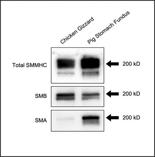 Western blot of SMM. Total SMM heavy chain (SMMHC), the (+)insert (SMB) isoform and the (−)insert (SMA) isoform content in purified phasic SMM (chicken gizzard) and tonic SMM (pig stomach fundus). Black arrows: 200-kD molecular weight. Source data are available for this figure: SourceData FS8.