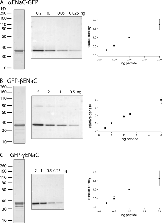 Probes for quantifying Western blots. (A–C) Peptides reproducing the N-terminus of rat αENaC (A) and the C-termini of β (B) and γENaC (C) were added to GFP. The recombinant proteins were purified, separated by PAGE, and visualized by Coomassie staining (left lanes). Gels containing different amounts of the probes were probed with affinity-purified rabbit antiserum raised against the ENaC epitopes (middle). The blot in C was reproportioned to align with the molecular mass standards of the Coomassie stain. Densitometry of the blots indicated linearity of the signal with protein content up to 0.1 ng (αENaC), 2 ng (βENaC), and 1 ng (γENaC). Data represent means ± SD for three to six determinations from independent blots. Source data are available for this figure: SourceData F1.