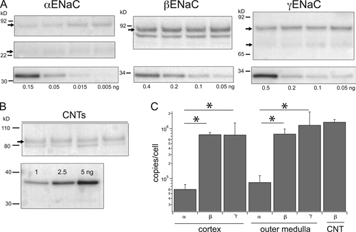 Estimates of subunits/cells in kidney cortex and outer medulla. (A) Tissue lysates. Gel lanes were loaded with 15–25 μg protein from renal cortex homogenates from different animals (upper panels). Separate lanes on the same gel were loaded with indicated amounts of calibration peptides (lower panels). Calibration curves, as in Fig. 1, were used to estimate the number of ENaC subunits in each lane. (B) Isolated CNT fragments. About 30–40 fragments representing 17–20 mm tubule from mouse kidneys were dissolved in sample buffer and separated by PAGE. βENaC calibration standards were loaded at the indicated amounts on separate lanes of the same gel. The blot was stained with anti-βENaC antibody. (C) Band densities were converted to units of subunit/cell as described in the text and plotted on a logarithmic scale. Data represent means ± SD for eight determinations (homogenates) and four determinations (CNTs). * indicates a significant difference between the abundance of α and βENaC (P = 8 × 10−13 for cortex and 2 × 10−7 for medulla) or of α and γENaC (P = 0.003 for cortex and 0.007 for medulla). Source data are available for this figure: SourceData F2. Refer to the image caption for details.