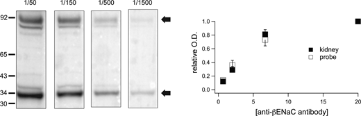 Affinity of anti-βENaC antiserum for full-length βENaC and the GFP-βENaC probe. Individual lanes of the Western blot were loaded with identical preparations containing 80 μg protein from rat kidney cortex and 0.5 ng of the GFP-βENaC probe. After electrophoretic transfer, lanes were cut from the filter and incubated with anti-βENaC antiserum diluted 1/1,500, 1/500, 1/150, and 1/50. Strips were processed in the same solutions and signals measured simultaneously. Optical densities were analyzed for the major species of protein and probe (arrows) and normalized to the value at the 1/50 dilution. Data are presented as means ± SD for three separate blots. There were no detectable differences in the antibody concentration dependence for detecting protein and probe. Source data are available for this figure: SourceData F3.
