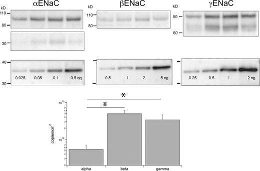 Estimates of subunits/cm2in rat colon. Individual lanes of gels were loaded with 24 μg protein from colon epithelia homogenates from different animals (upper panels). Separate lanes on the same gel were loaded with indicated amounts of calibration peptides (lower panels). Calibration curves, as in Fig. 1, were used to estimate the number of ENaC subunits in each lane. This was converted to subunits/cm2 as described in the text and plotted on a logarithmic scale. Data represent means ± SD for four determinations. * indicates statistically significant differences in the abundance of β versus α (P = 2 × 10−4) or γ versus α (P = 3 × 10−3). Source data are available for this figure: SourceData F6.