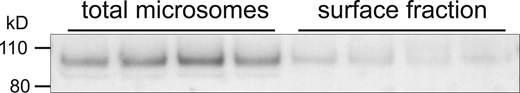 Microsomal and surface fractions of βENaC from rat colon. Distal colons from four individual rats were incubated in vitro with an impermeant biotinylating reagent. Lanes of the Western blot were loaded with either 20 μg of total microsomes or eluate from Neutravidin beads obtained from 200 μg of the microsomes (surface fraction). The ratio of the total/surface signals for individual animals was 0.27 ± 0.09 (SD), indicating that 2.7 ± 0.9% of the proteins in the microsomes was recovered in the eluate. Source data are available for this figure: SourceData F7. Refer to the image caption for details.